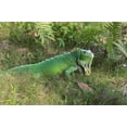 thumbnail image 4 of Décoration de Jardin Statue de Lézard Iguane, 4 of 4