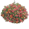 thumbnail image 4 of Proven Winners 4" Orange Superbells Double Vintage Coral Calibrachoa Live Plant in 4.25" Pot (4 Count), 4 of 8