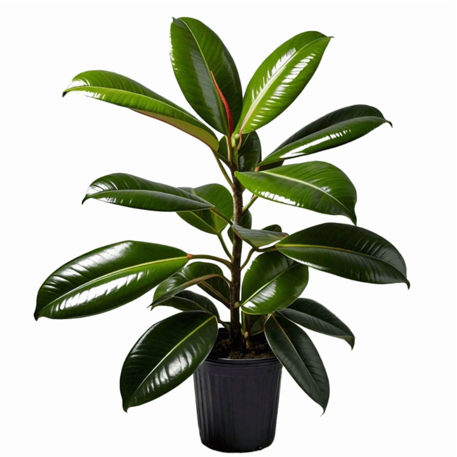 Rubber Plant Live Indoor Plant (Ficus Elastica) in 4 Inch Plastic Pot – Easy Care Air Purifying Houseplant