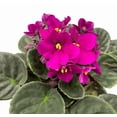 thumbnail image 7 of Red African Violets Live Plant, Random Red Flowers Streptocarpus, Indoor Flower Plants, Blooms All Year Round 4 Inch Pot, 7 of 7
