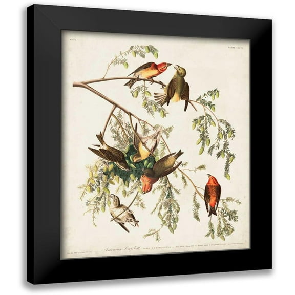 Audubon, John James 12x14 Black Modern Framed Museum Art Print Titled - Pl 197 American Crossbill