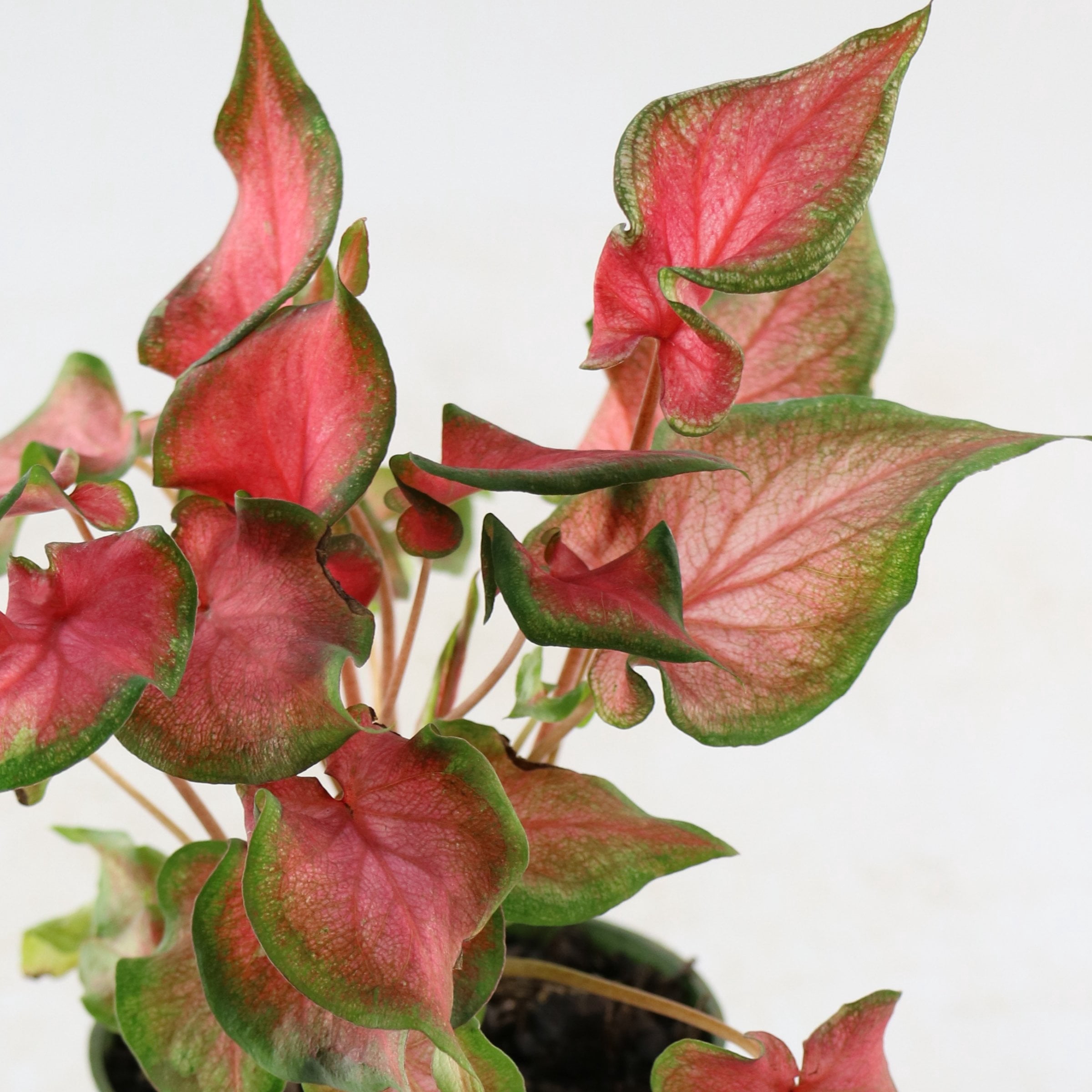 4 in. Caladium Fairytale Princess Plant in Grower Container (3-Pack)