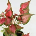 thumbnail image 2 of 4 in. Caladium Fairytale Princess Plant in Grower Container (3-Pack), 2 of 9