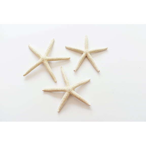 3 Pack:  White Pencil (Finger) Starfish 3-4" Beach Wedding Nautical Decor Crafts
