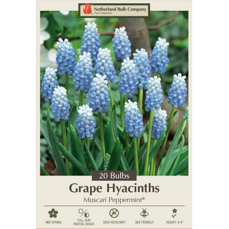 Peppermint Grape Hyacinth 20 Bulbs -Muscari-White/Periwinkle Blue- 8/9 cm Bulbs