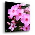 thumbnail image 2 of Epic Art 'Pink Flowers 1' by Photoinc Studio, Acrylic Glass Wall Art, 24"x24", 2 of 8