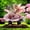 Beige, variant on Sale Countdown! Exquisite Fairy And Garden Card Insertion Garden Indoor And Outdoor Acrylic Decoration And Wear Insertion Hangs Practical Home Decor 11.8"