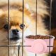 thumbnail image 1 of unbranded Comedero Para Perros En Inoxidable Rosa Antiderrames Con Doble Desmontable, 1 of 6