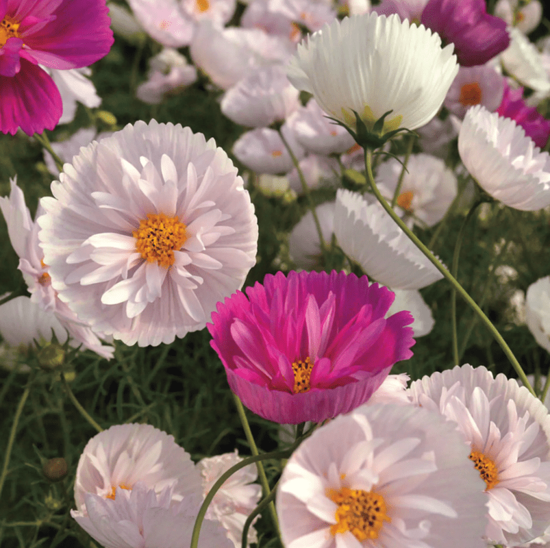 50 Cosmos Seeds, Annual Flower Mix, Pollinator Friendly for Gardens and Containers
