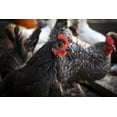 thumbnail image 6 of Scratch and Peck Feeds Cluckin' Good Organic Herbs Supplement for Chickens, Poultry, Ducks - 10 oz, 6 of 7