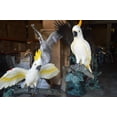 thumbnail image 3 of Nifao Three Cockatoo on a Tree Bronze Statue – Outdoor Garden Decor Sculpture, 55"L x 34"W x 68"H, 3 of 12