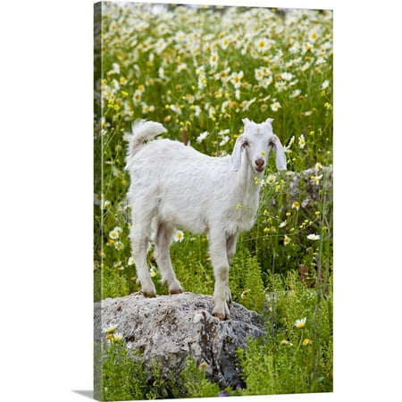 Great BIG Canvas Ron Watts Premium Thick-Wrap Canvas entitled Goat In A Field On The Site Of Ancient Patara, Lycian Coast,