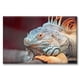 thumbnail image 1 of Cuadro Canva Pixtreats Tipo Galería Iguana De Perfil 60X90 cm, 1 of 4