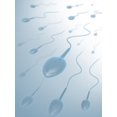 thumbnail image 2 of Clear Bottom Origin Sperms Wall Mural by Wallmonkeys Peel and Stick Graphic (24 in H x 18 in W) WM268410, 2 of 4