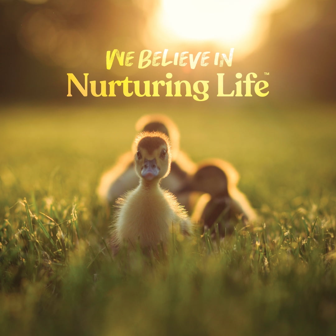 Manna Pro Duck and Gosling Starter Grower 8 lb