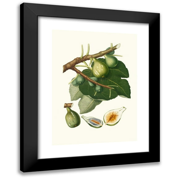 Giorgio Gallesio 11x14 Black Modern Framed Museum Art Print Titled - Doctatty Fig. (Fig; Ficus Sativa Charge) (1817-1839)