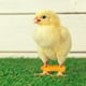 thumbnail image 5 of FELTECHELECTR 12 piezas de soporte para patas de pollo, banda de soporte para pollos, soporte de alineación para aves recién nacidas, suministros para pollitos bebés, 5 of 5
