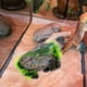 thumbnail image 5 of Tanque de tortuga, escondite de reptiles, plataforma de calentamiento para tortuga acuática, dragón barbudo, paisajismo del tanque, decoración de terrario, 5 of 5