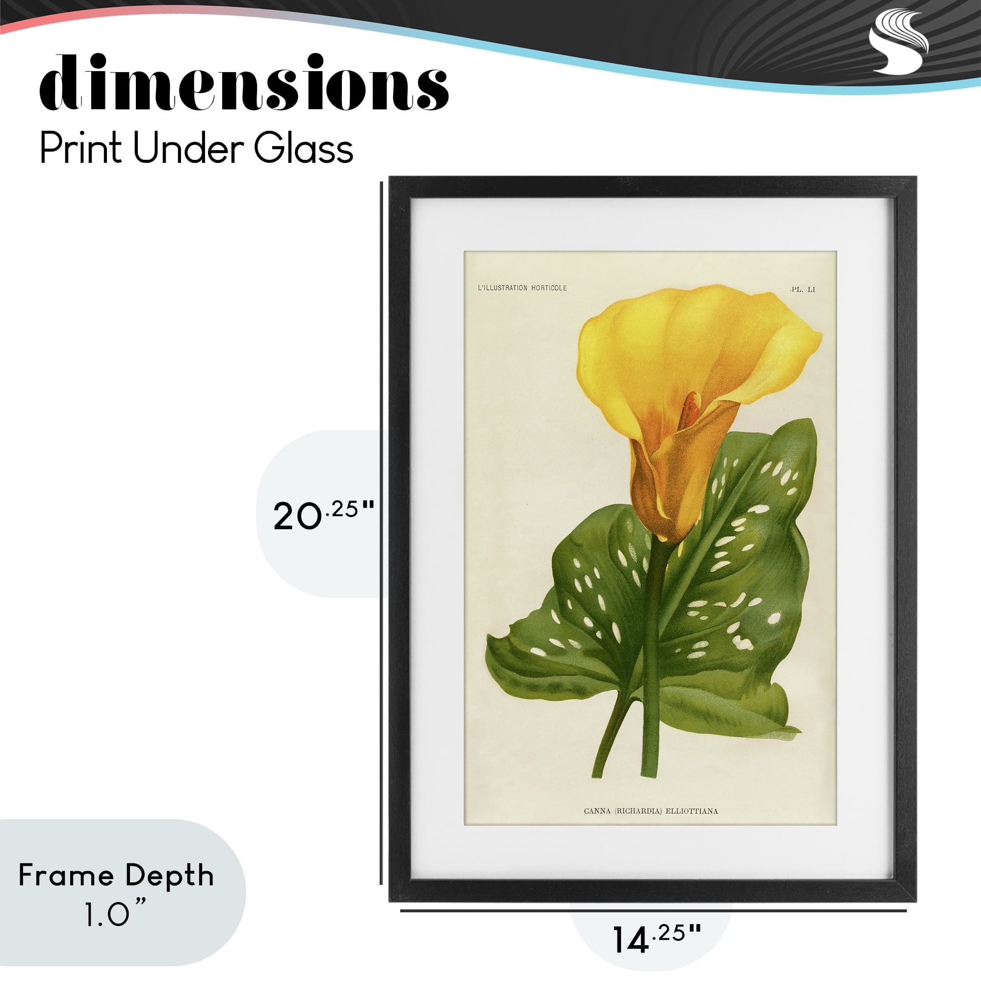 Stupell Industries Yellow Canna Lily Black Framed Print Under Glass, design by Print Collection