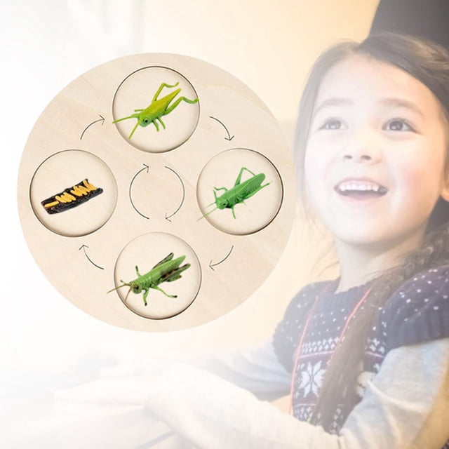 Ayudas para Enseñanza de Vida de Madera, Juguete Natural Educativo Temprano para Regalos Presentes, Niños Pequeños, Niños Y Niñas , Grillo CUTICAT Tablero de ciclo de vida