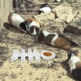 thumbnail image 4 of UPGRATOR Para Alimentación De Reptiles Durable Para Geckos Y Ranas, 4 of 8