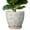 White-Butterfly, variant on 6 inch Ceramic Planter - Indoor Plant Pots with Drainage and Saucer for Planting,Succulents Herbs,for Plant Lover Windowsill Desk Decor,White-Butterfly