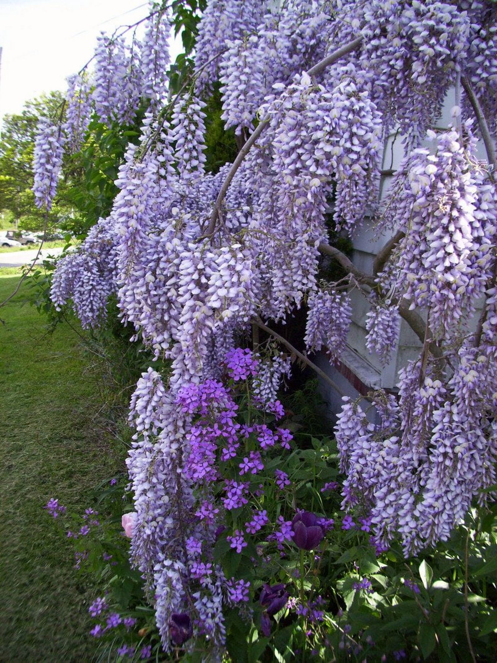 Royal Purple Wisteria - Fragrant Wisteria Live Plant
