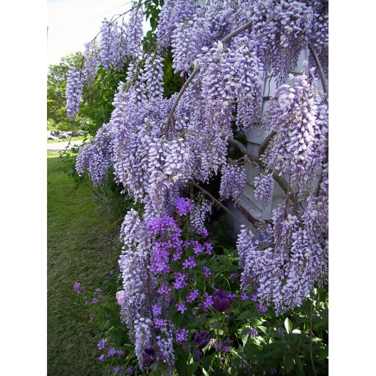 Royal Purple Wisteria - Fragrant Wisteria Live Plant