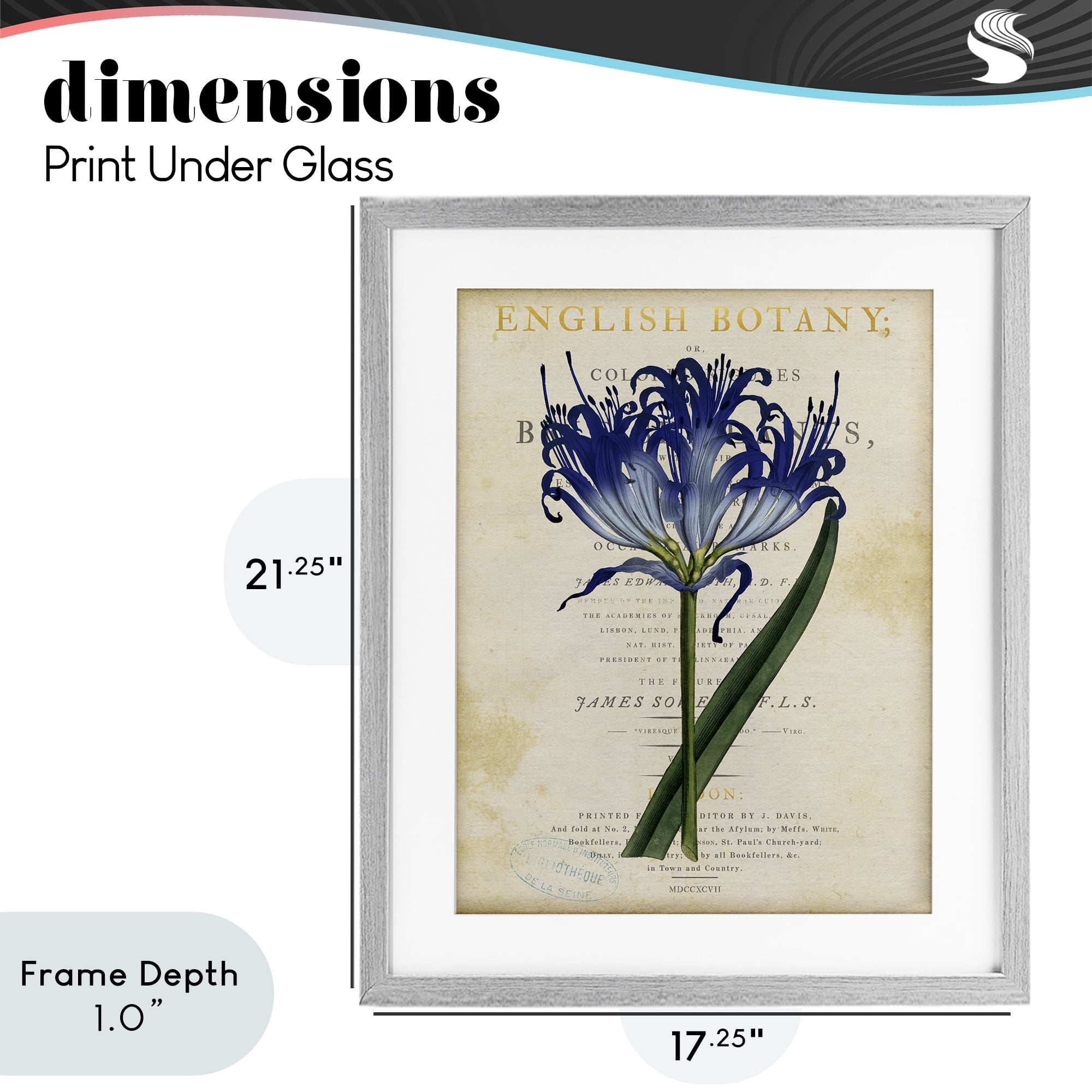 Stupell Industries English Botany Blue Floral Gray Framed Print Under Glass, design by Susan Arnot