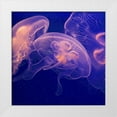 thumbnail image 3 of Rita Crane 26x26 White Modern Wood Framed Wall Art Titled - Jellyfish Dance I, 3 of 5