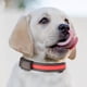 thumbnail image 1 of Juego de collar y correa para perros USB y de carga solar - Collar de seguridad LED de doble uso para mascotas con tamaño de cuello ajustable, 1 of 2