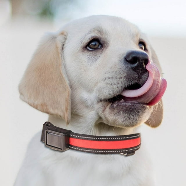 Pet Light Collar Light Leash USB Charging Solar Charging Duale Purpose Dog Light Collar Traction