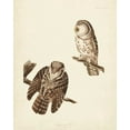 thumbnail image 2 of Audubon, John James 15x18 White Modern Wood Framed Museum Art Print Titled - Pl 380 Tengmalms Owl, 2 of 4
