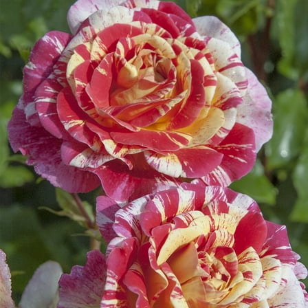 Heirloom Roses Red Grandiflora Rose Live Plants