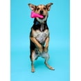 thumbnail image 5 of Hartz Dura Play Medium Bone Dog Toy with Bacon Scent and Squeaker, Latex, 3 Pack, 5 of 9