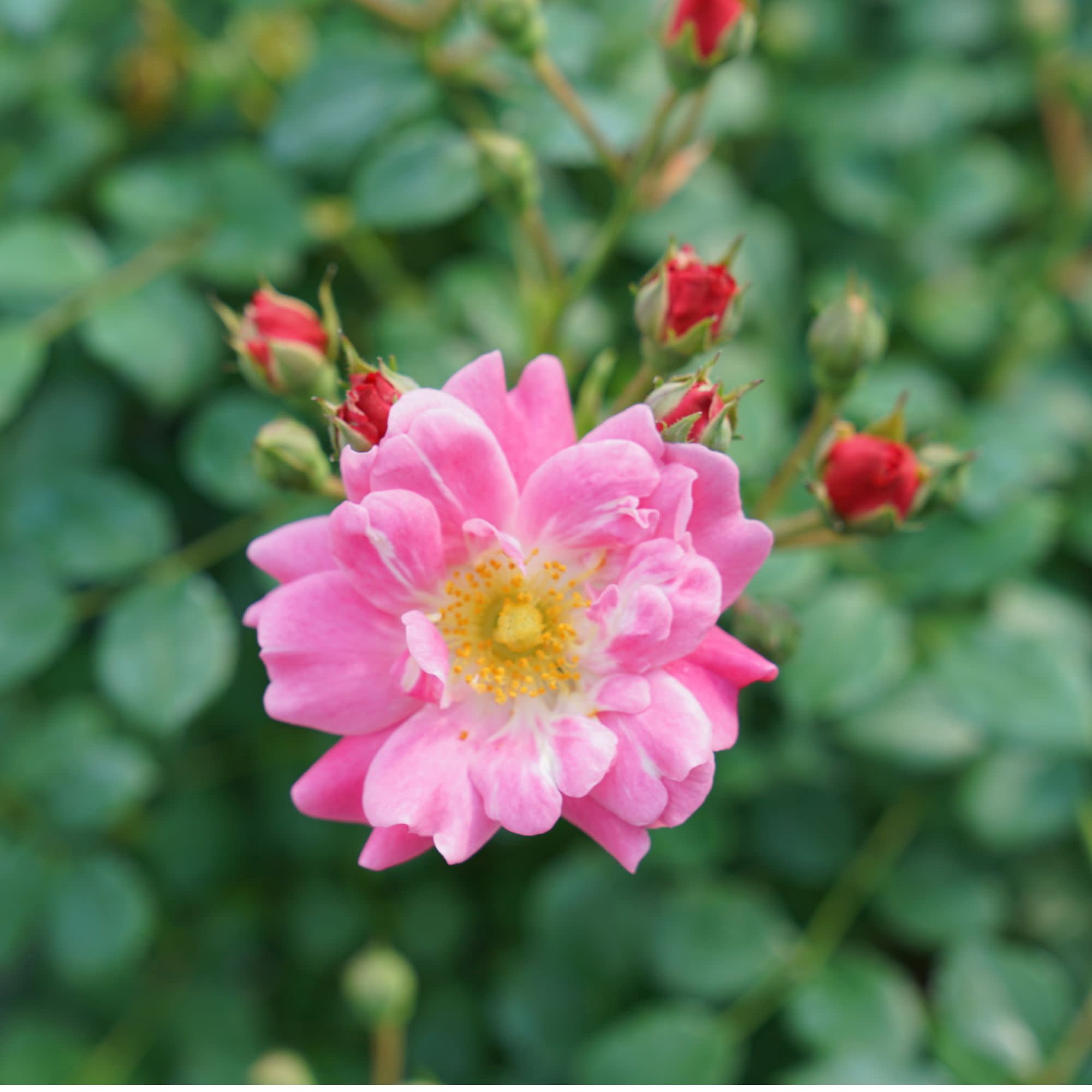 Proven Winners ColorChoice 5" Oso Easy Double Pink Rose Live Plant in 4.5" Pot (4 Count)