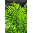 thumbnail image 2 of Engelbrecht, Lisa S. 23x32 Black Ornate Wood Framed with Double Matting Museum Art Print Titled - Detail of palm fronds, 2 of 4
