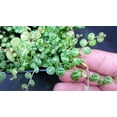 thumbnail image 3 of String of Hearts - Peperomia prostrata - 4" Mini Hanging Basket, 3 of 4