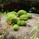 thumbnail image 3 of 10x bola de hierba artificial plantas de simulación bola de piedra decoración en Gloria Piedra de musgo de simulación, 3 of 9