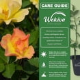 thumbnail image 3 of Sunrise Surprise Rose Bush - 4 Live Starter Plants in 2 Inch Pots - Beautiful Roses from Florida - A Timeless Classic Ornamental Rose, 3 of 6