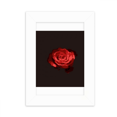 thumbnail image 1 of British Barbed Rose Shrub Desktop Photo Frame Picture Display Decoration Art Painting, 1 of 3