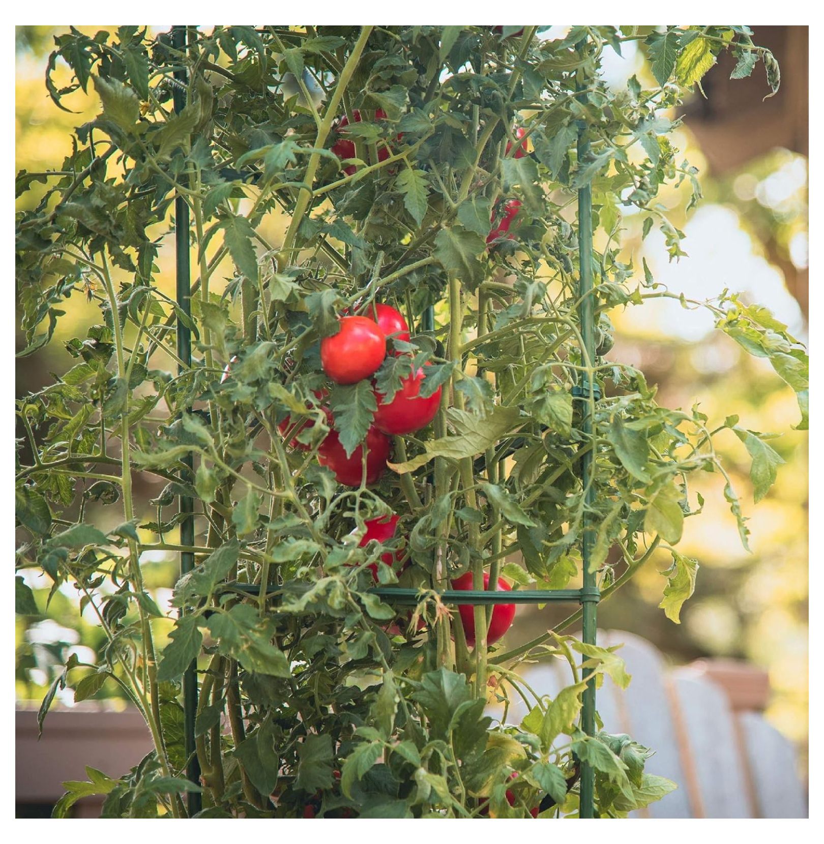 Tomato Plant Cages 3-Pack, 5ft - Ultomato Tomato Cage System, Green Plant Support for Vegetables, Flowers, Climbing Plants - Garden Stakes