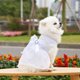 thumbnail image 4 of Traje de boda para mascota, lazo clásico, vestido de princesa romántico y camisa formal, pajarita, esmoquin para pareja de perros, 4 of 5
