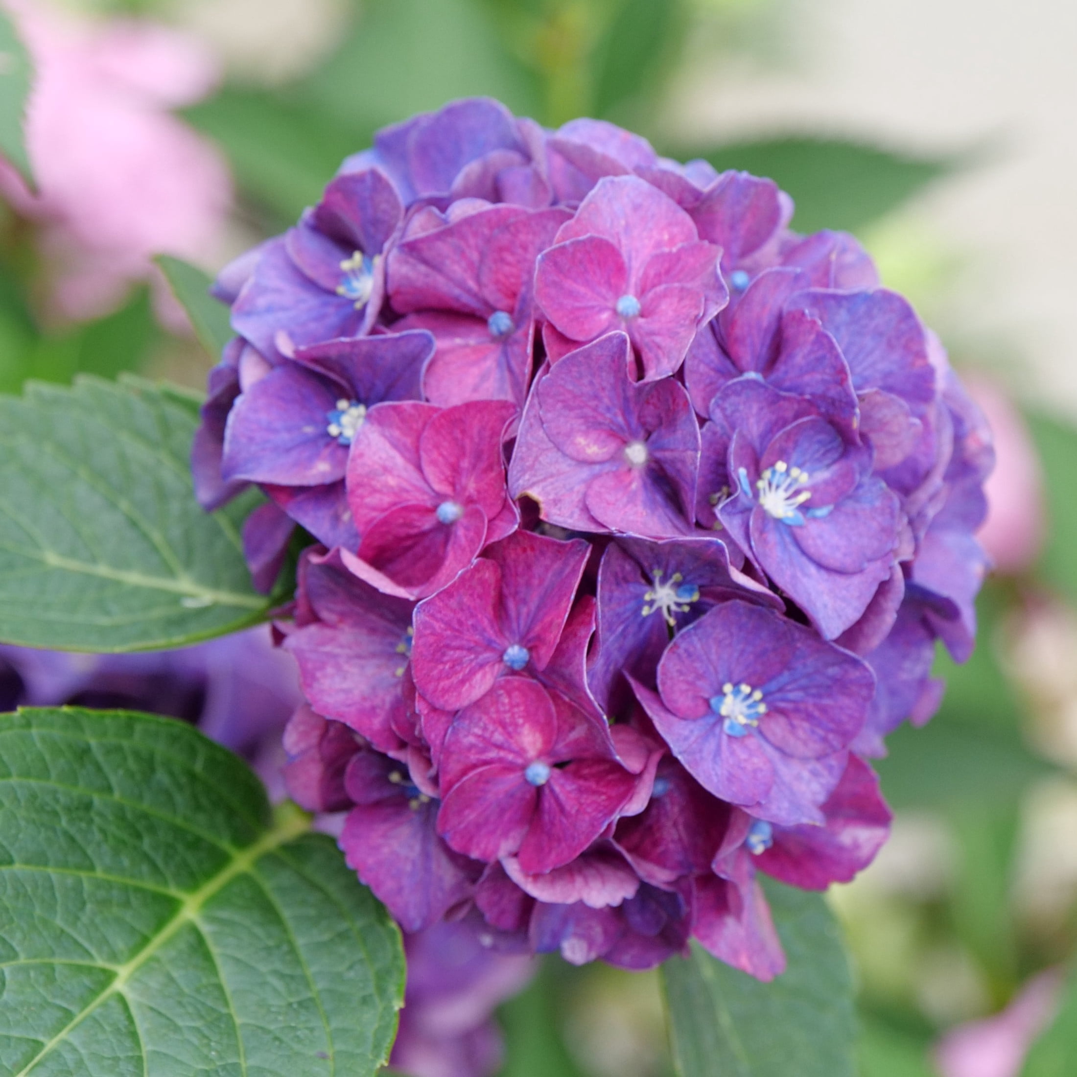 Proven Winners ColorChoice 6" Multicolor Wee Bit Grumpy Bigleaf Hydrangea Live Plant in 7.5" Pot