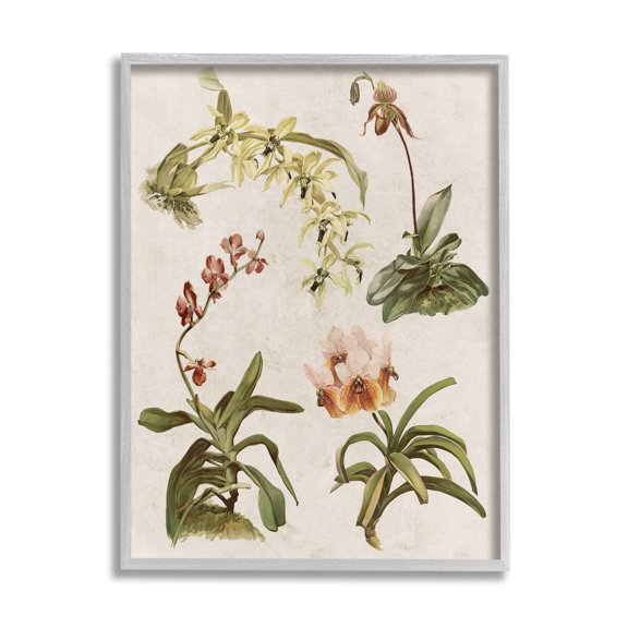 Stupell Vintage Latin Study Flowers Nature Botanical & Floral Painting Gray Framed Art Print Wall Art