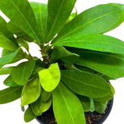 BubbleBlooms Crown of Thorns, Euphorbia milii, Madagascar Christ Thorn in a 4 inch Pot