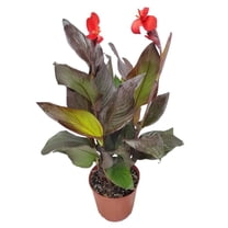 Tropical Plants of Florida 18" to 22" Red Canna Lilly Plant; Full Sunlight, Red Flowers, Growers Pot