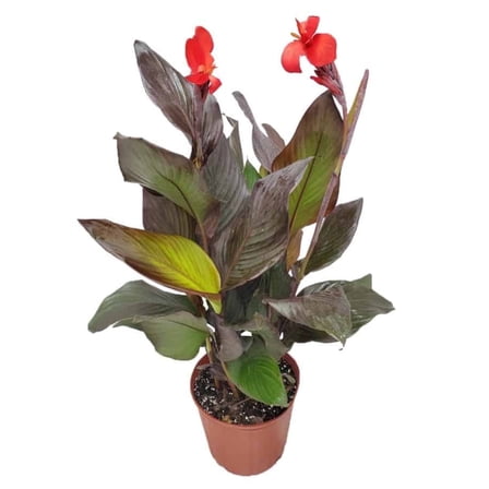 Tropical Plants of Florida 18" to 22" Red Canna Lilly Plant; Full Sunlight, Red Flowers, Growers Pot