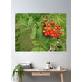 thumbnail image 2 of Berry Branch Poster Wall Art, Modern Wall Decor For Living Room Bedroom, 24x36 UNFRAMED, 2 of 3