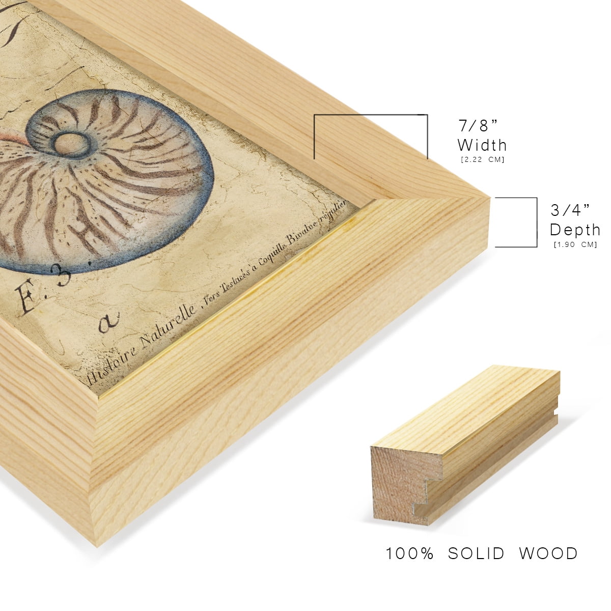 Seashell Ephemera II - Framed Print w/glass - Natural Wood